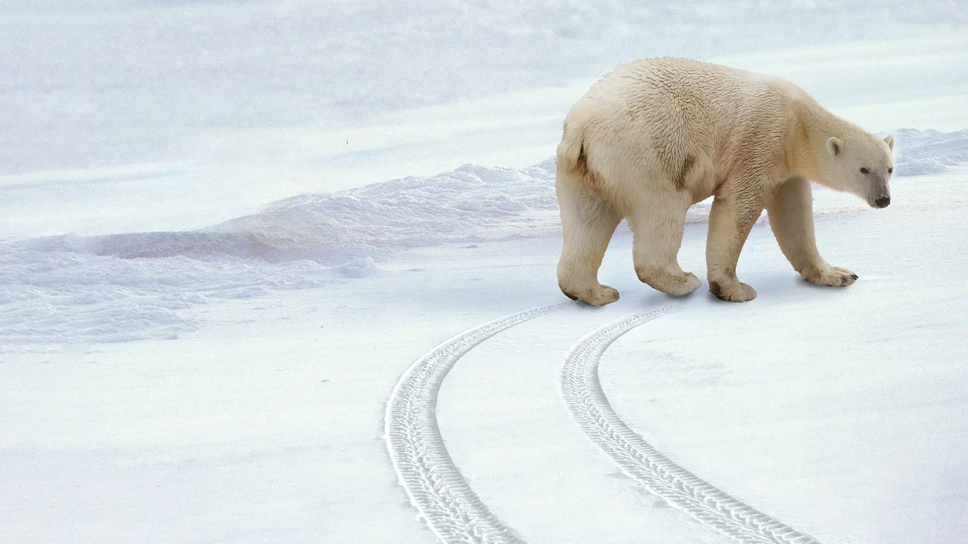 Check_Fraud_PolarBear_1920x1080-1